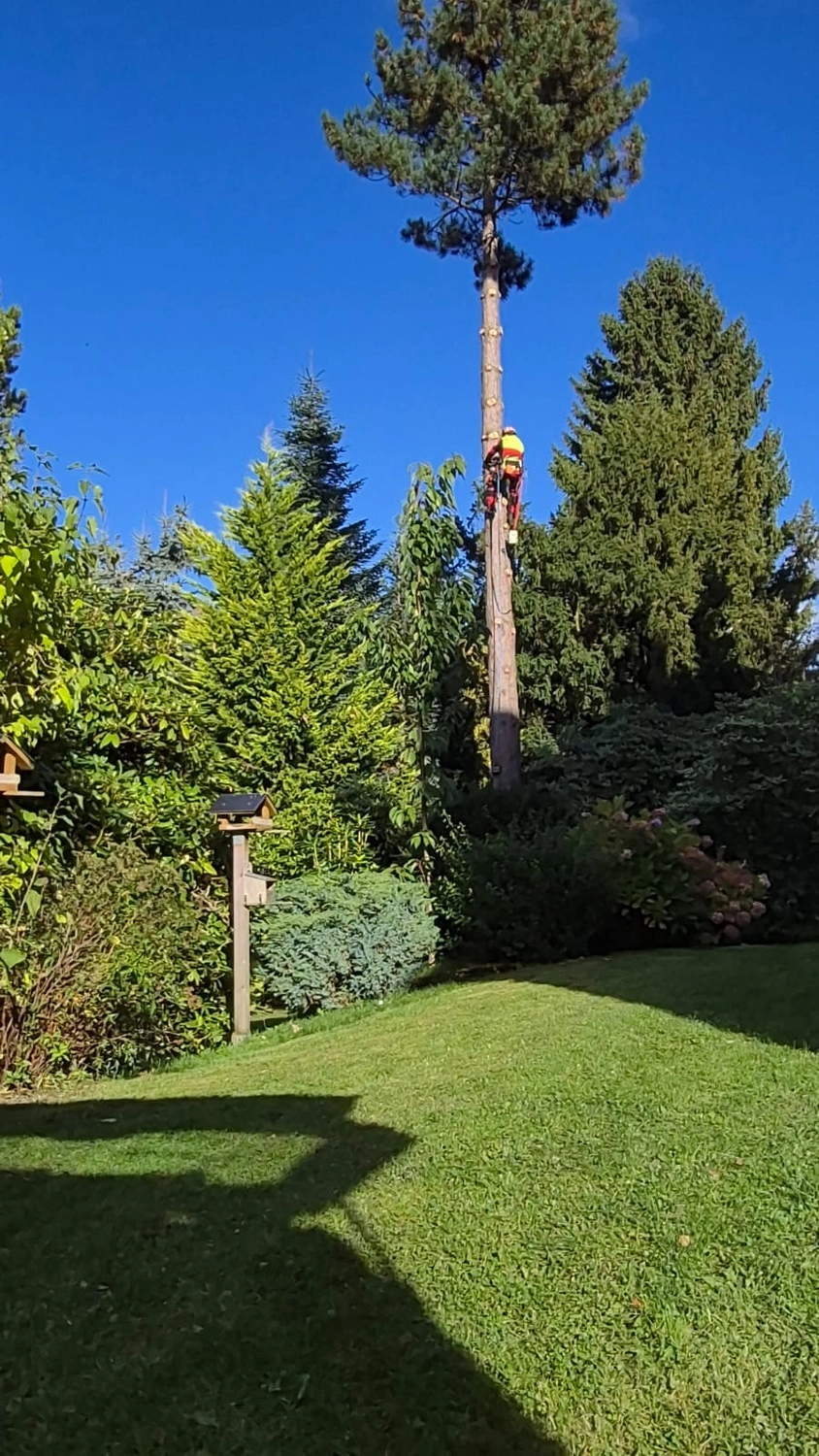Baumpflege Schubert - Baumpflege - Arbeiter auf Baum